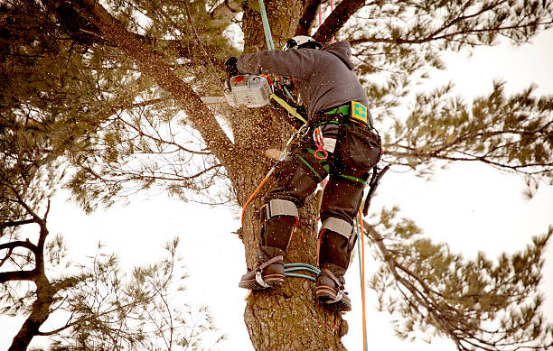 Rooted in Excellence: Denver Arborist Solutions for Thriving Trees